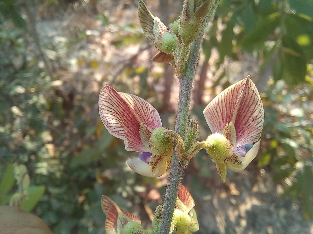 Droogmansia pteropus var. pteropus