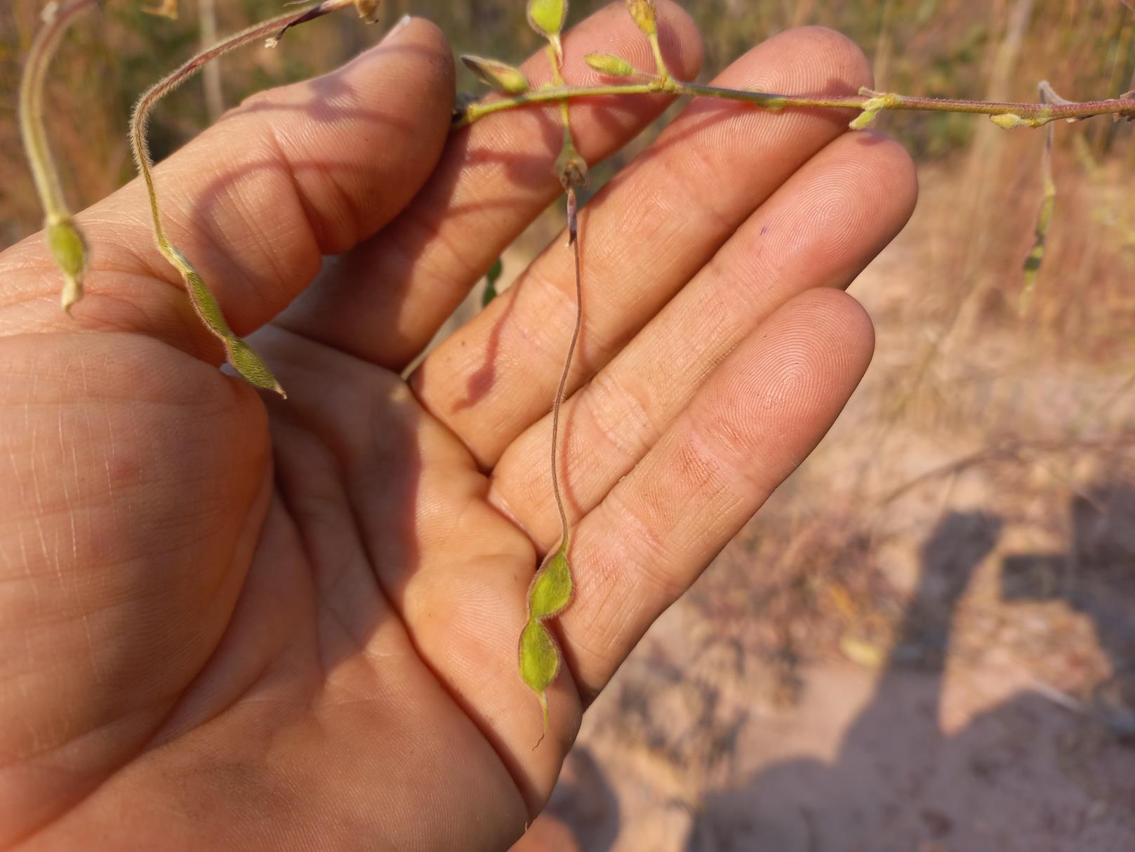 Droogmansia pteropus var. pteropus