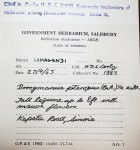 Droogmansia pteropus var. pteropus