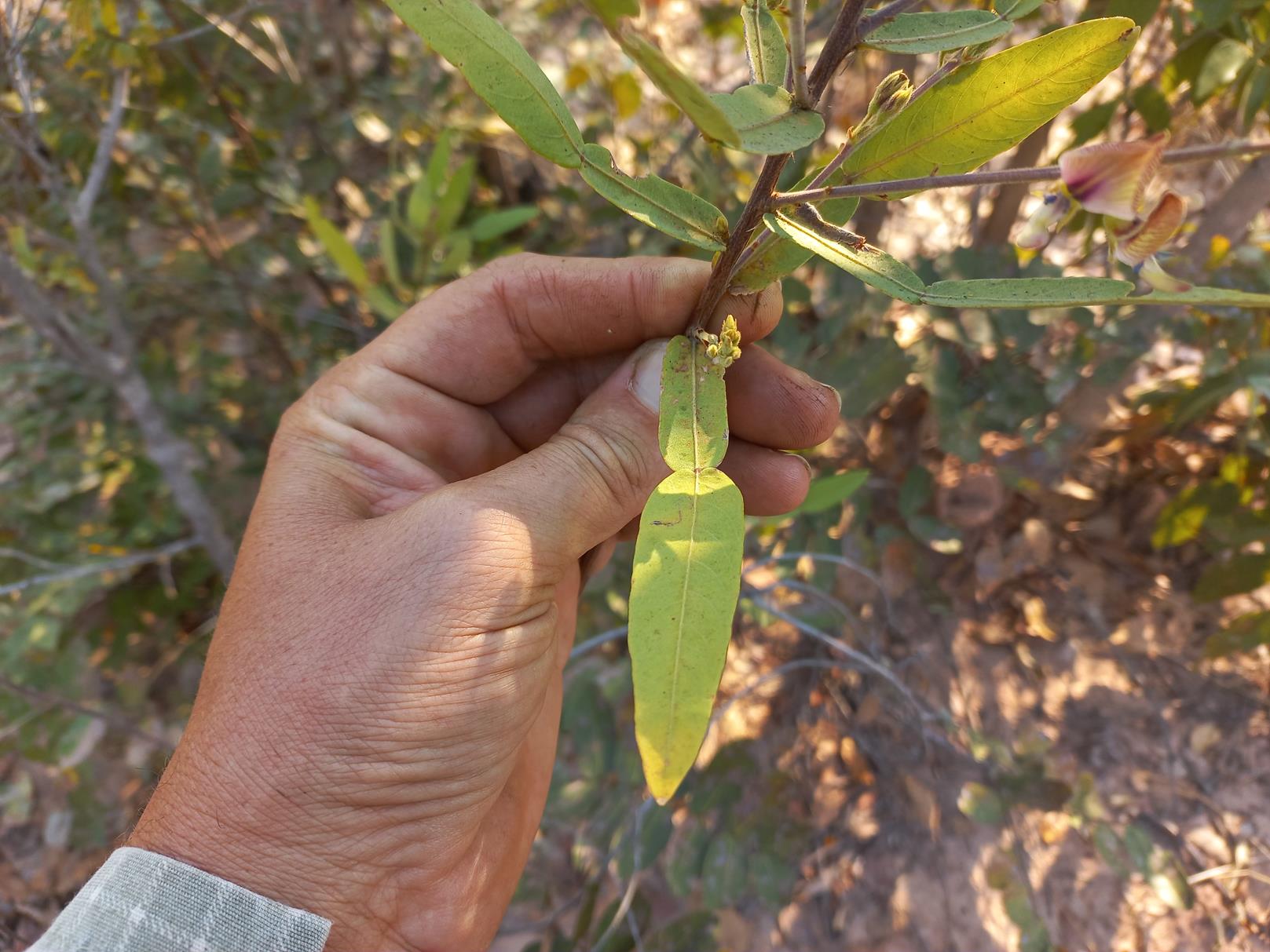 Droogmansia pteropus var. pteropus