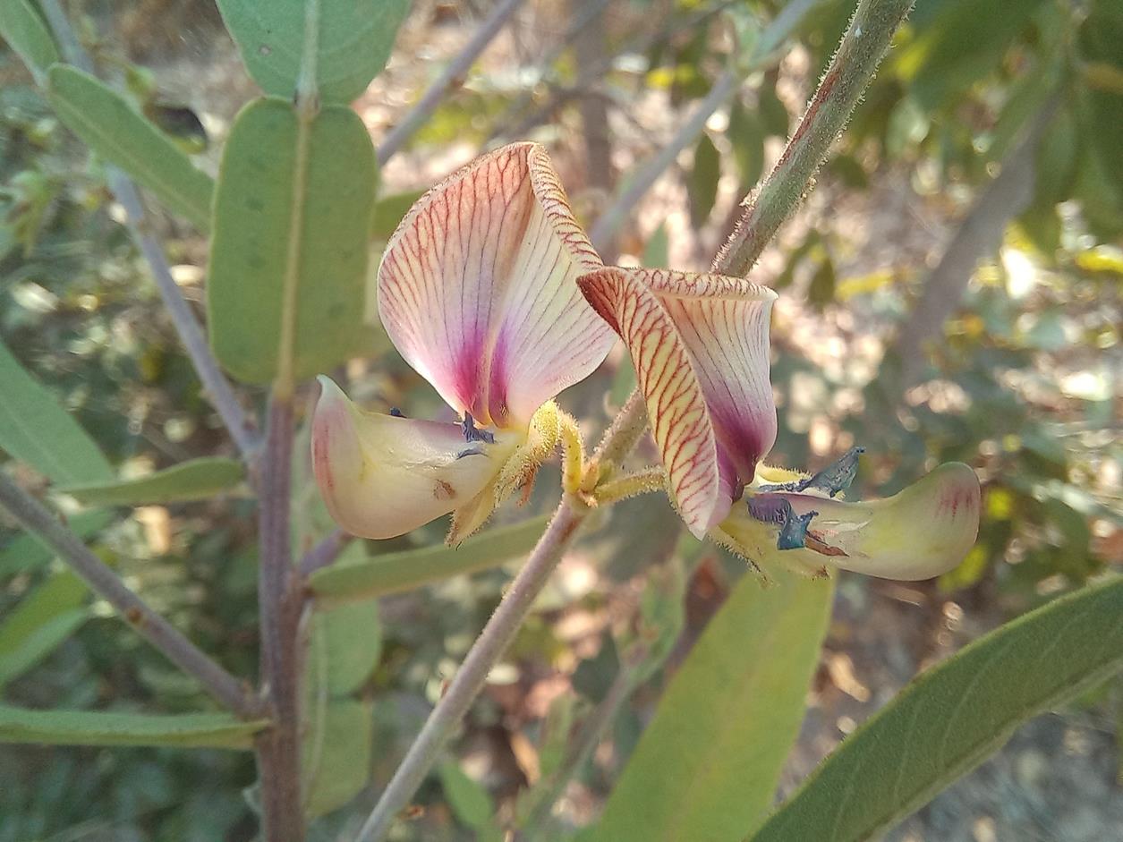 Droogmansia pteropus var. pteropus