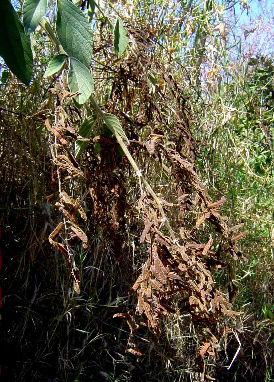 Pseudarthria hookeri var. hookeri Pseudarthria hookeri var. hookeri