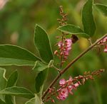 Pseudarthria hookeri var. hookeri