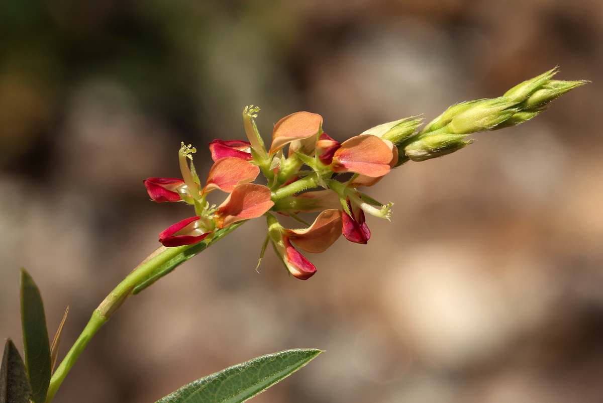 Alysicarpus vaginalis var. vaginalis