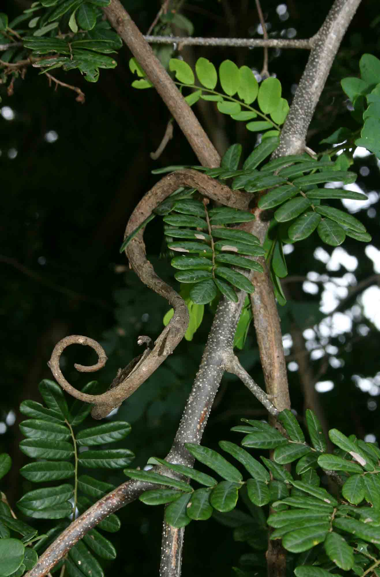Dalbergia arbutifolia subsp. arbutifolia