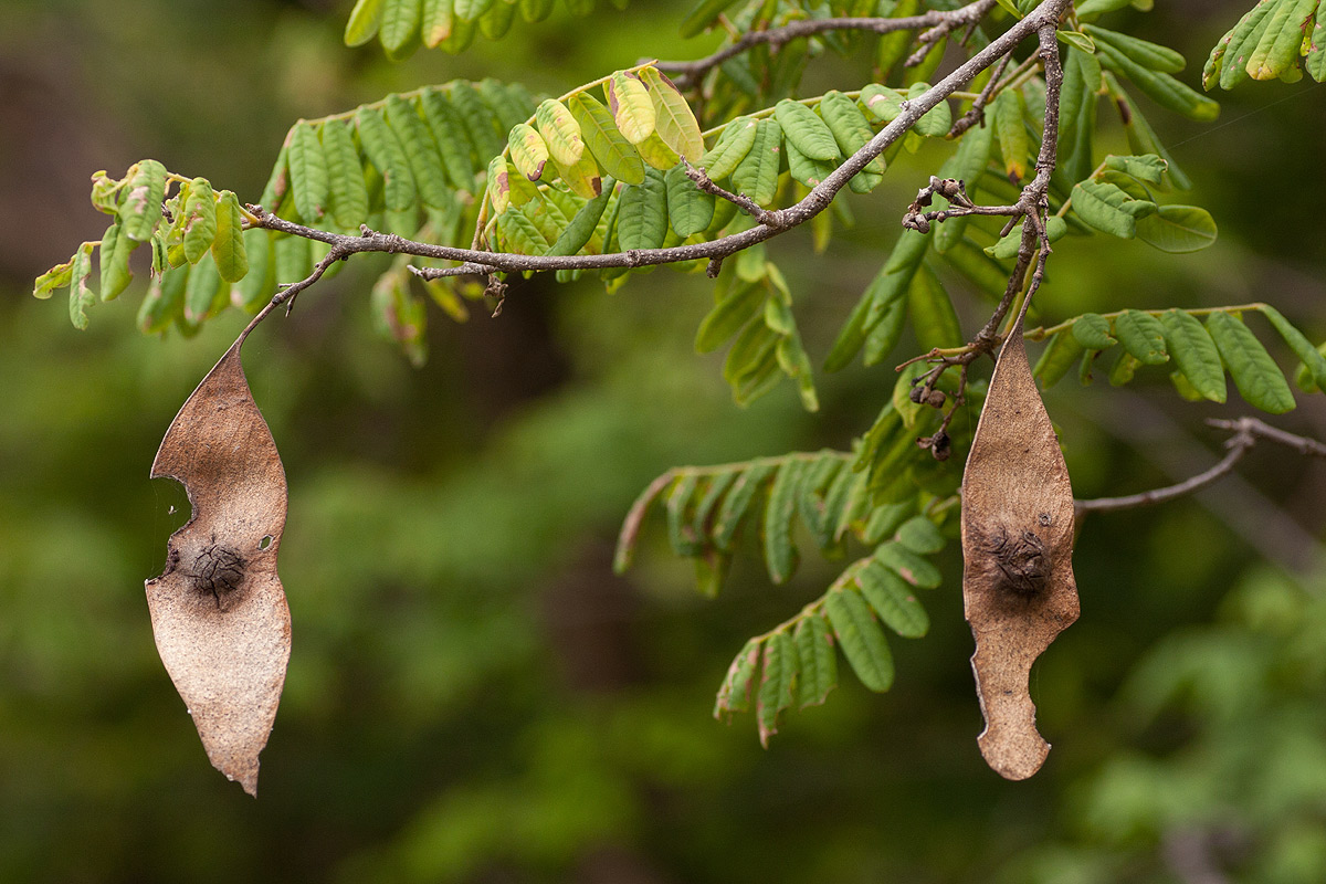 Dalbergia arbutifolia subsp. arbutifolia