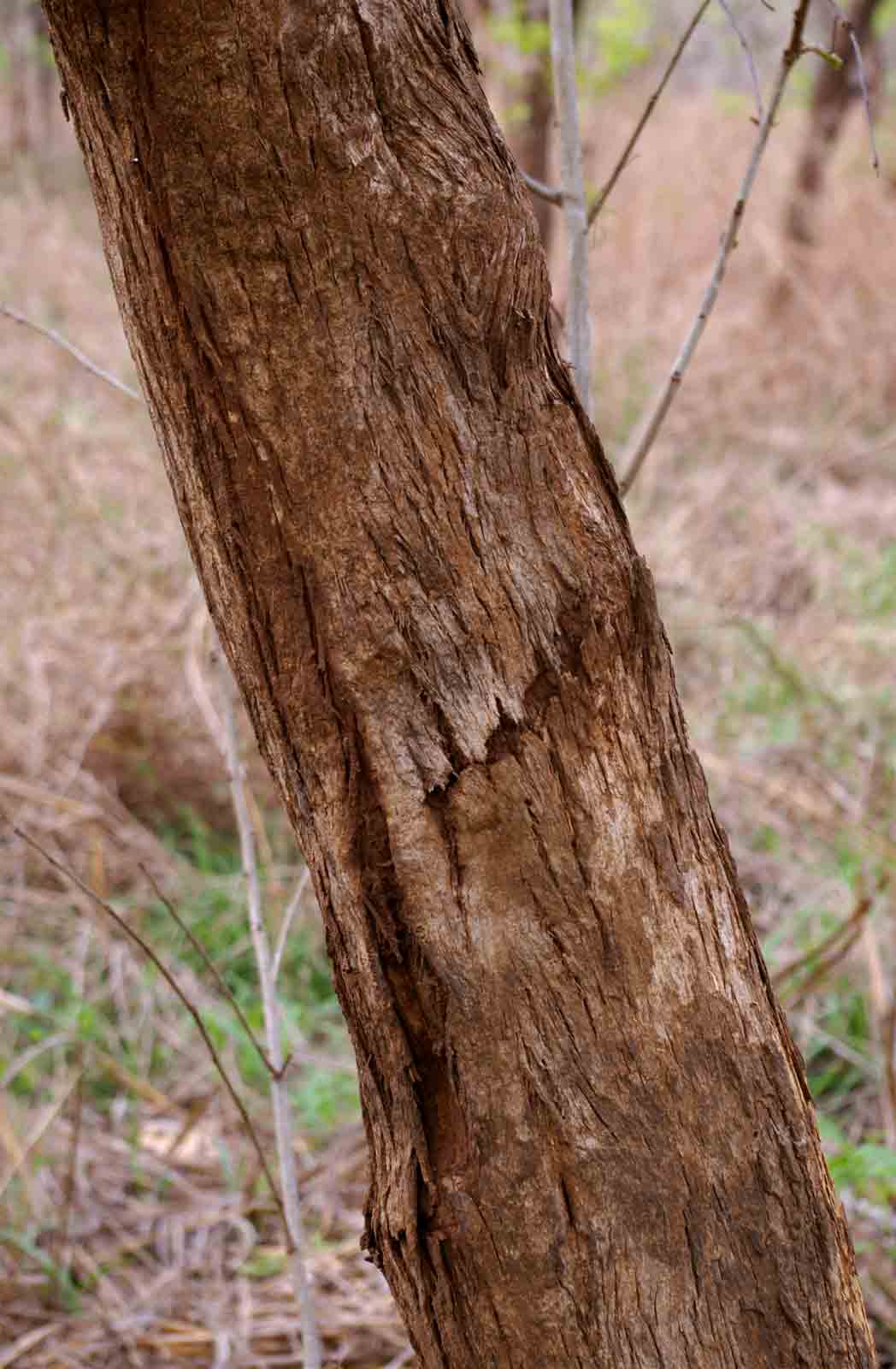 Dalbergia boehmii subsp. boehmii