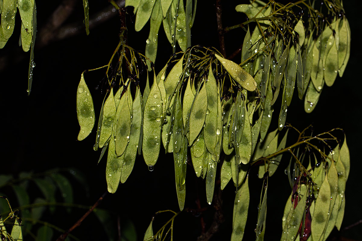 Dalbergia boehmii subsp. boehmii