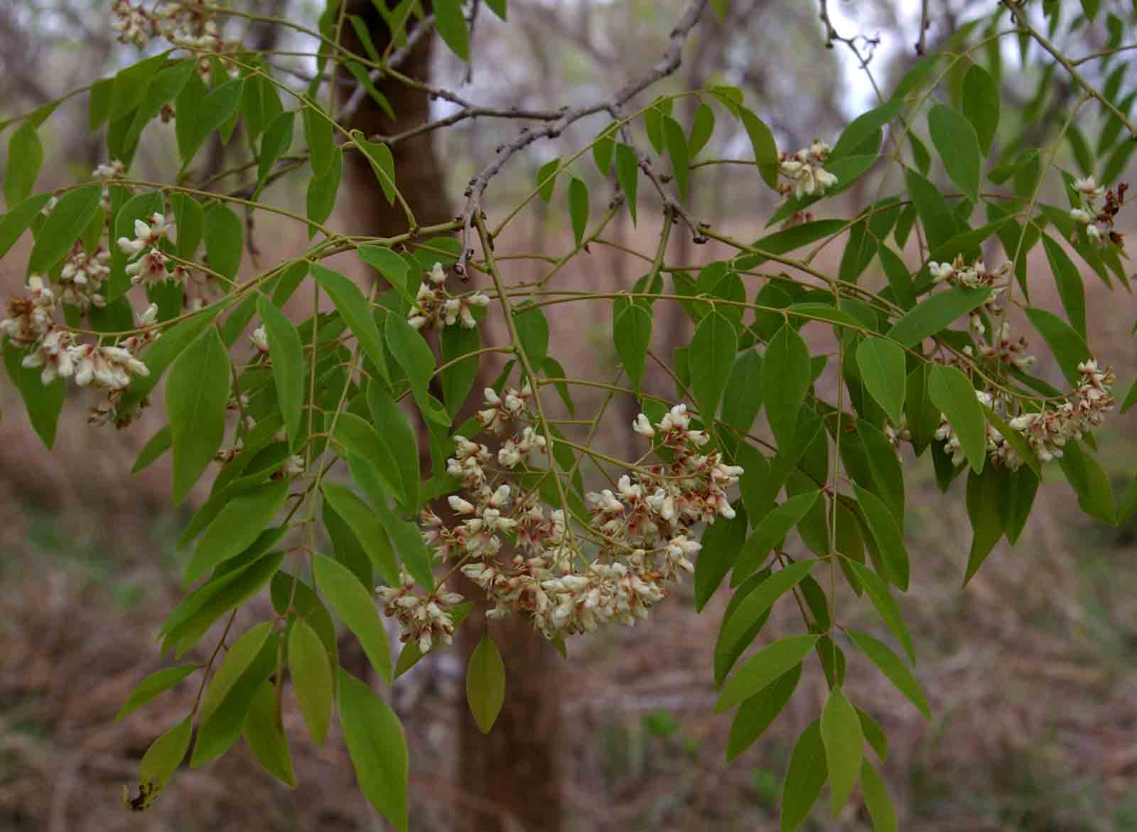 Dalbergia boehmii subsp. boehmii