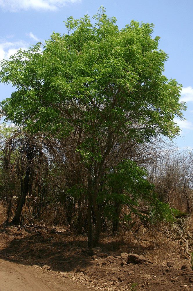 Dalbergia boehmii subsp. boehmii