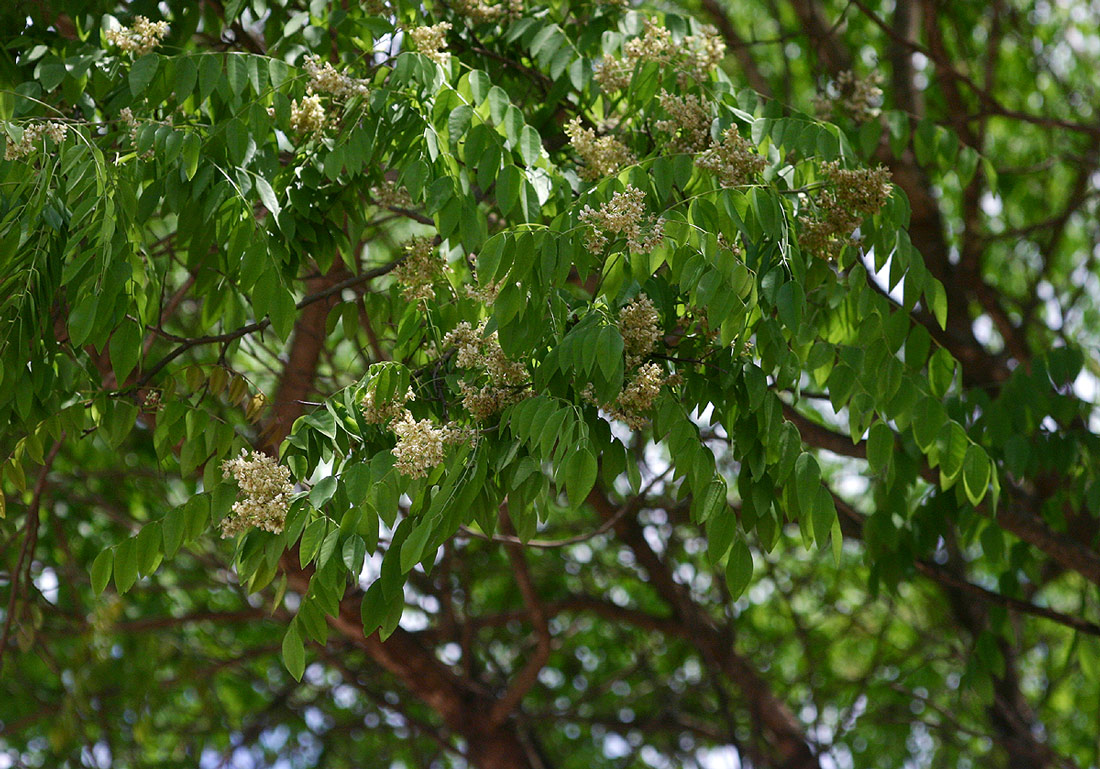 Dalbergia boehmii subsp. boehmii