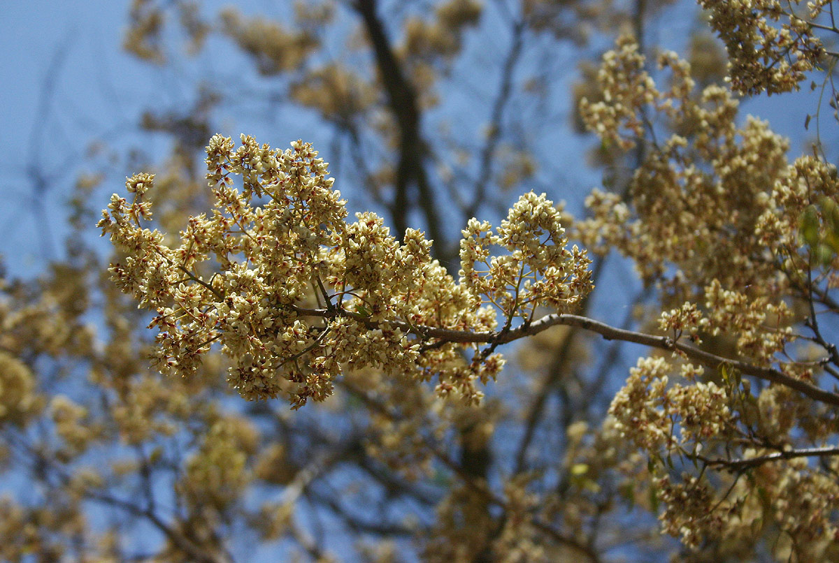 Dalbergia boehmii subsp. boehmii