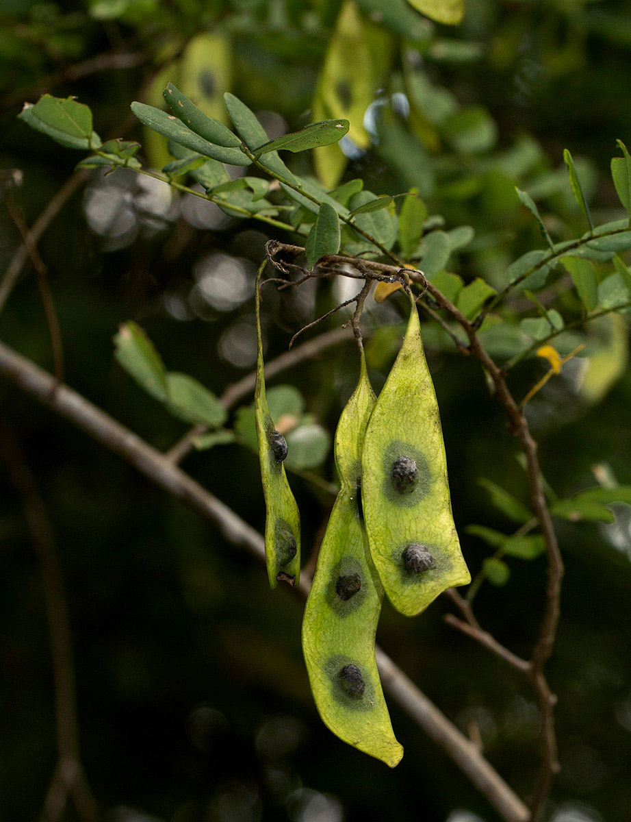 Dalbergia fischeri Dalbergia fischeri