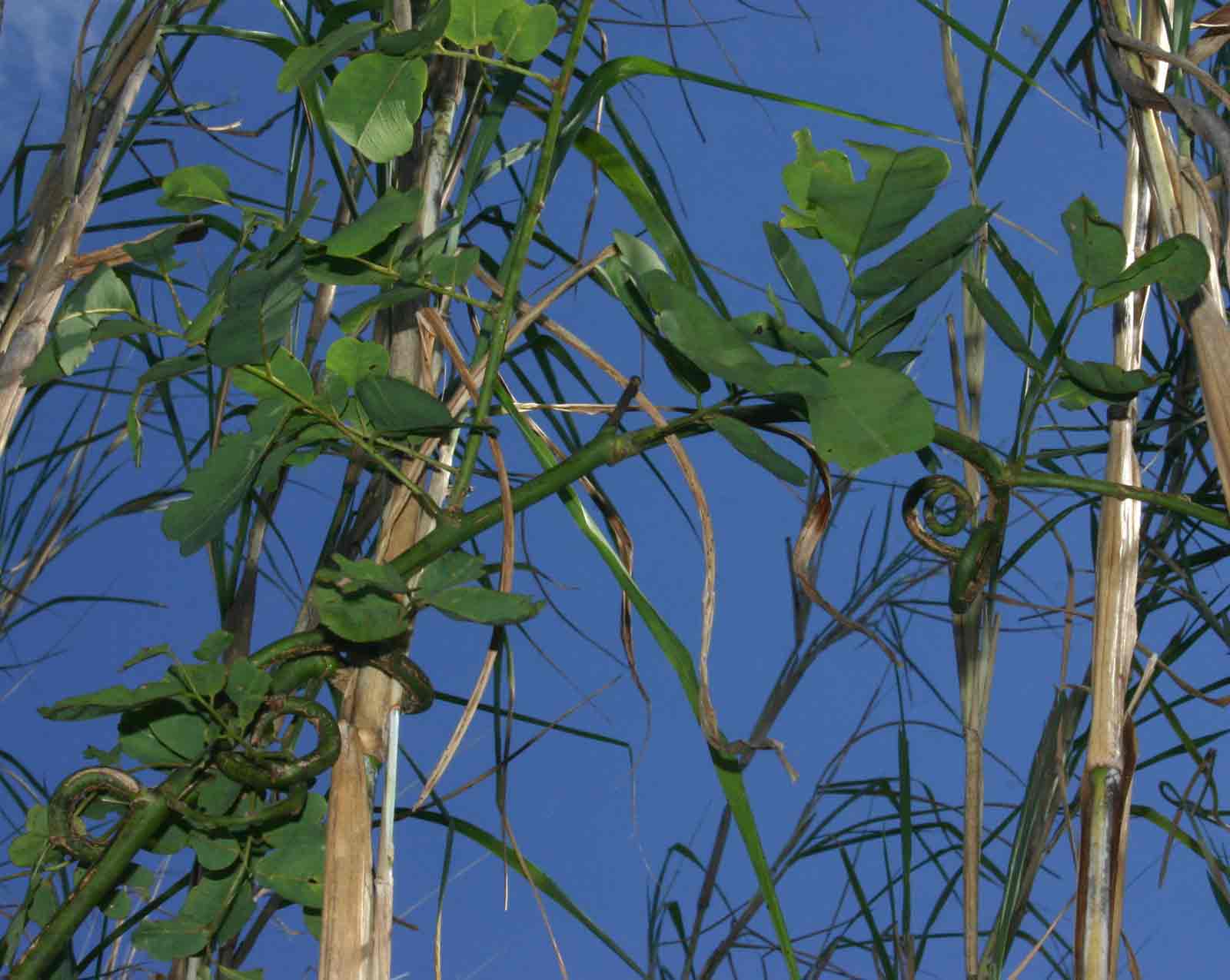 Dalbergia lactea Dalbergia lactea