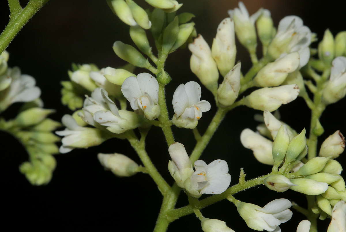 Dalbergia melanoxylon