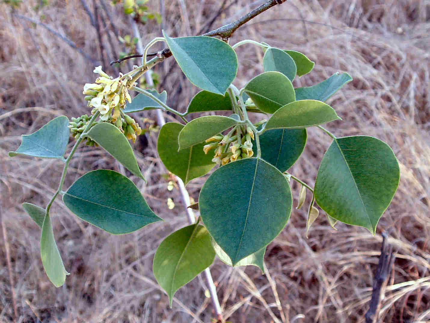 Dalbergia sissoo