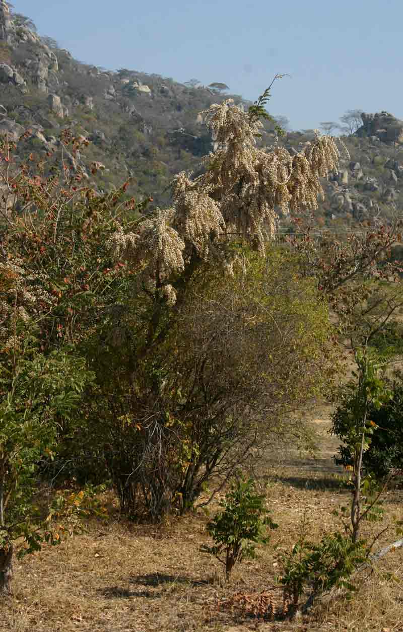 Dalbergiella nyasae Dalbergiella nyasae