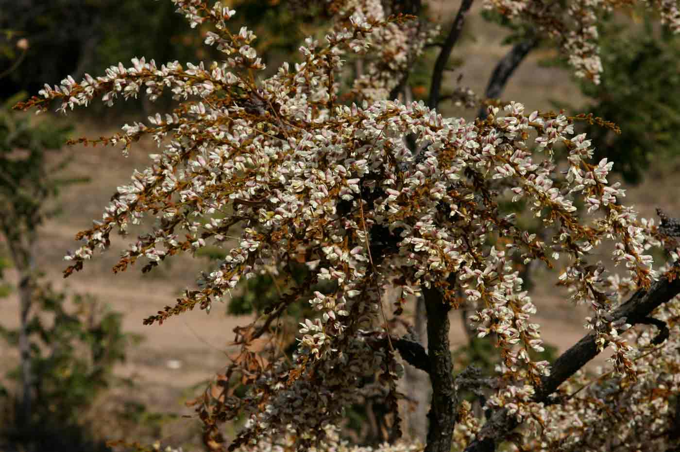 Dalbergiella nyasae Dalbergiella nyasae