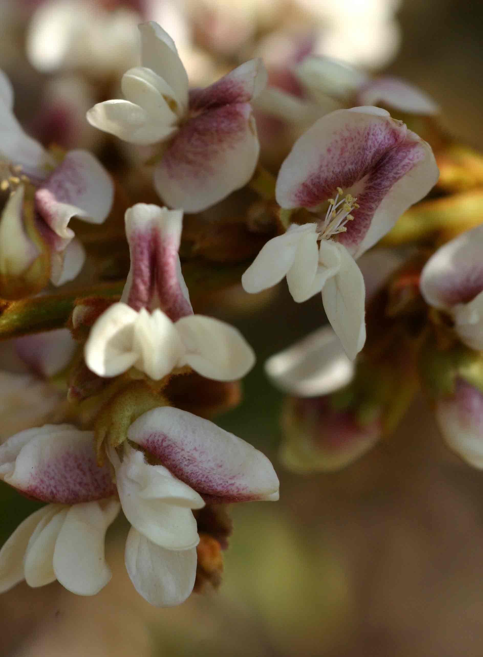 Dalbergiella nyasae Dalbergiella nyasae