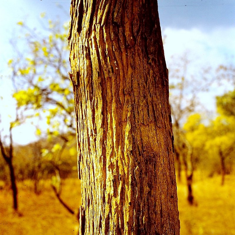 Dalbergiella nyasae Dalbergiella nyasae