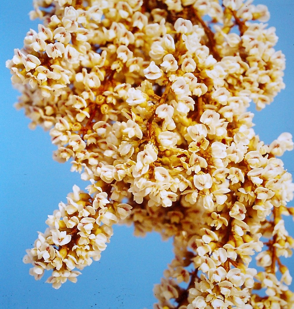 Dalbergiella nyasae Dalbergiella nyasae