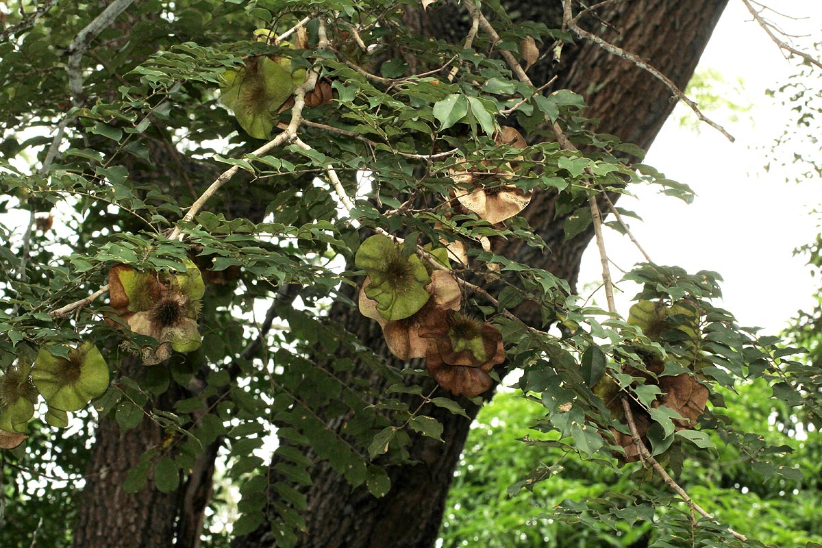 Pterocarpus angolensis