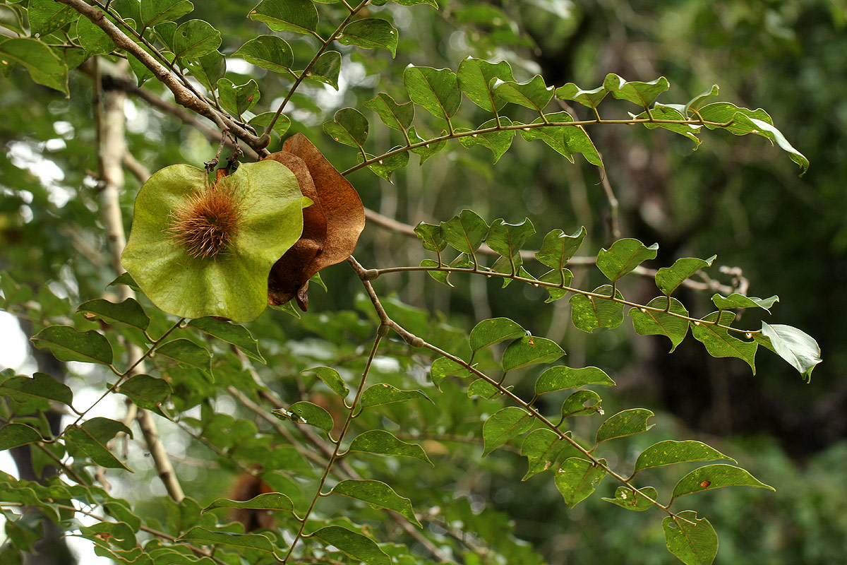 Pterocarpus angolensis