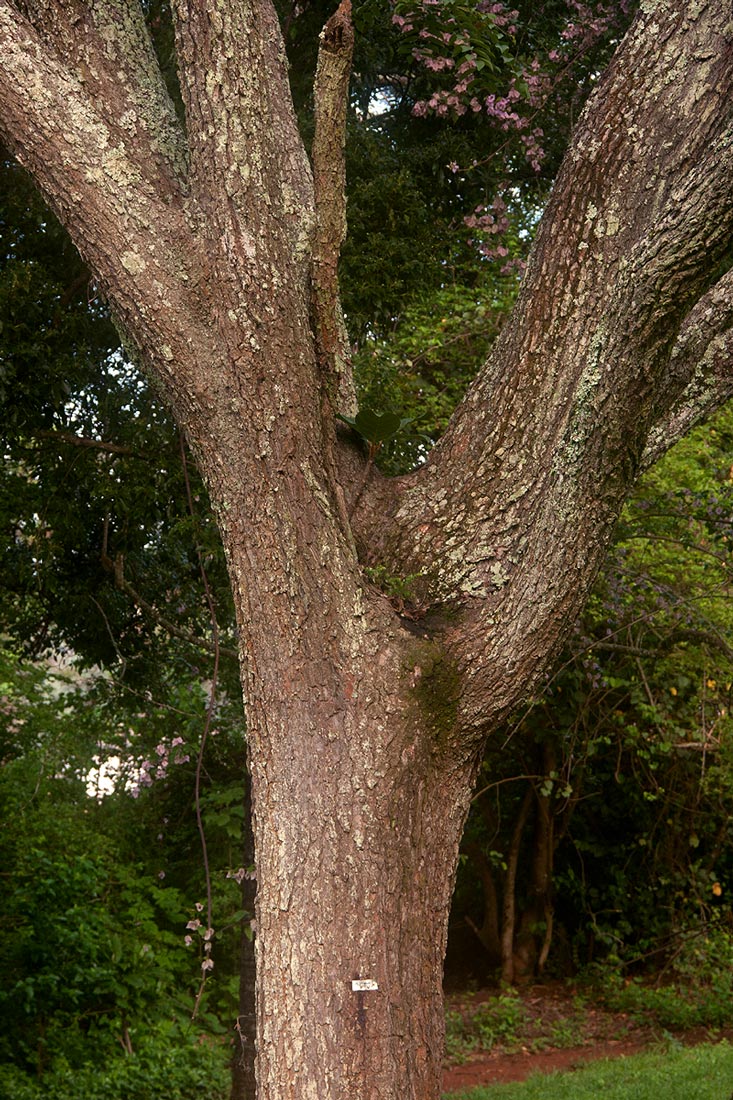 Pterocarpus angolensis