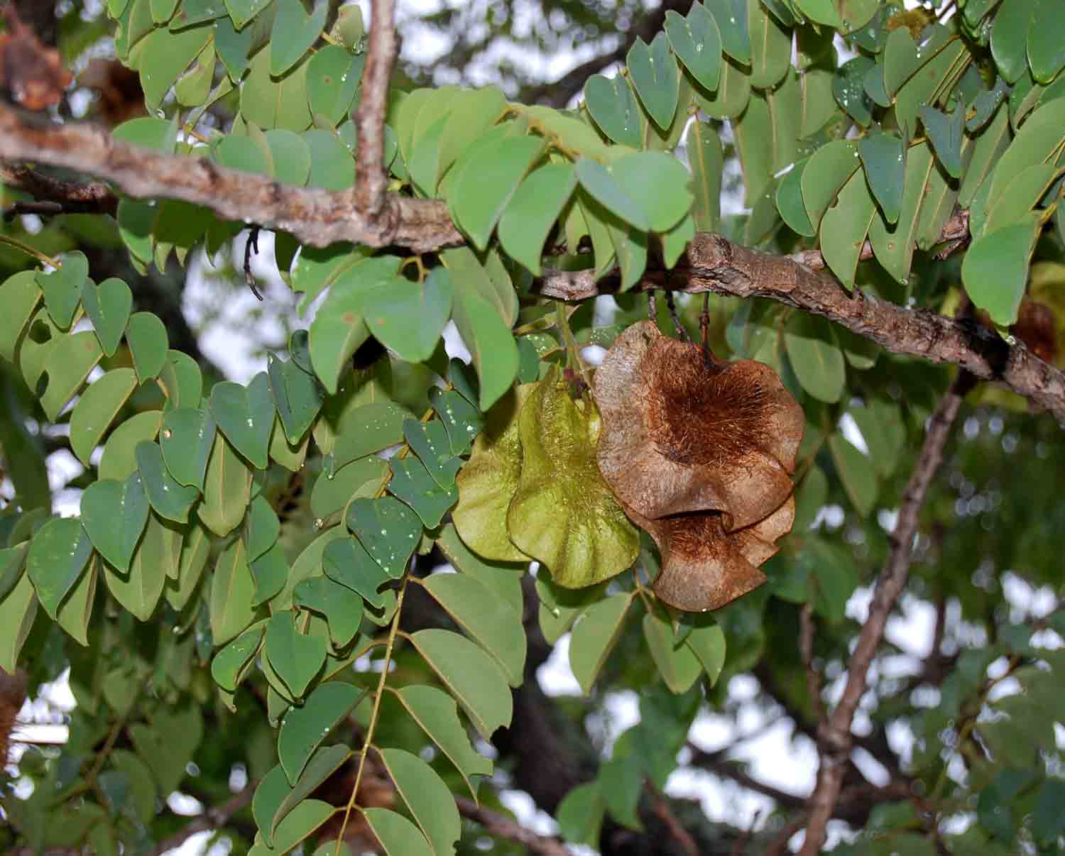 Pterocarpus angolensis