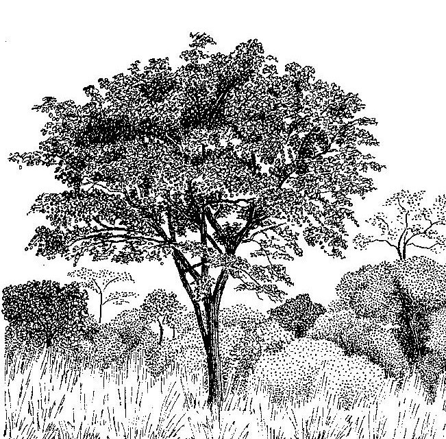 Pterocarpus angolensis Pterocarpus angolensis