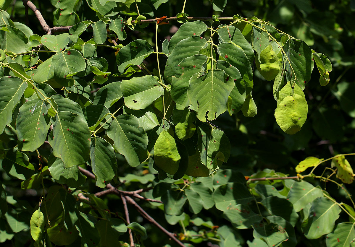 Pterocarpus brenanii Pterocarpus brenanii