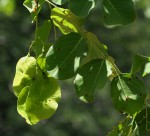 Pterocarpus brenanii