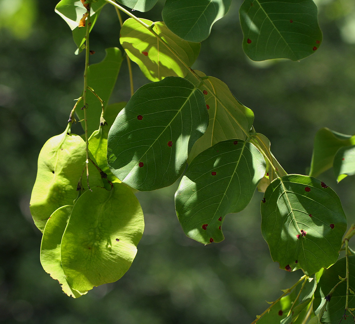 Pterocarpus brenanii Pterocarpus brenanii