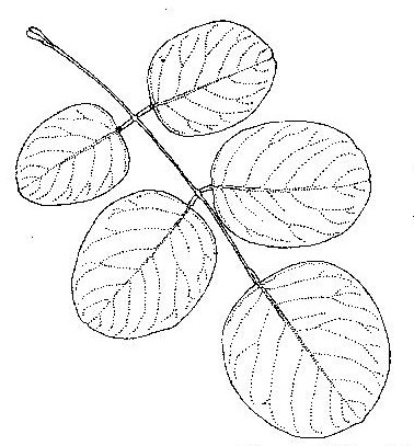 Pterocarpus brenanii