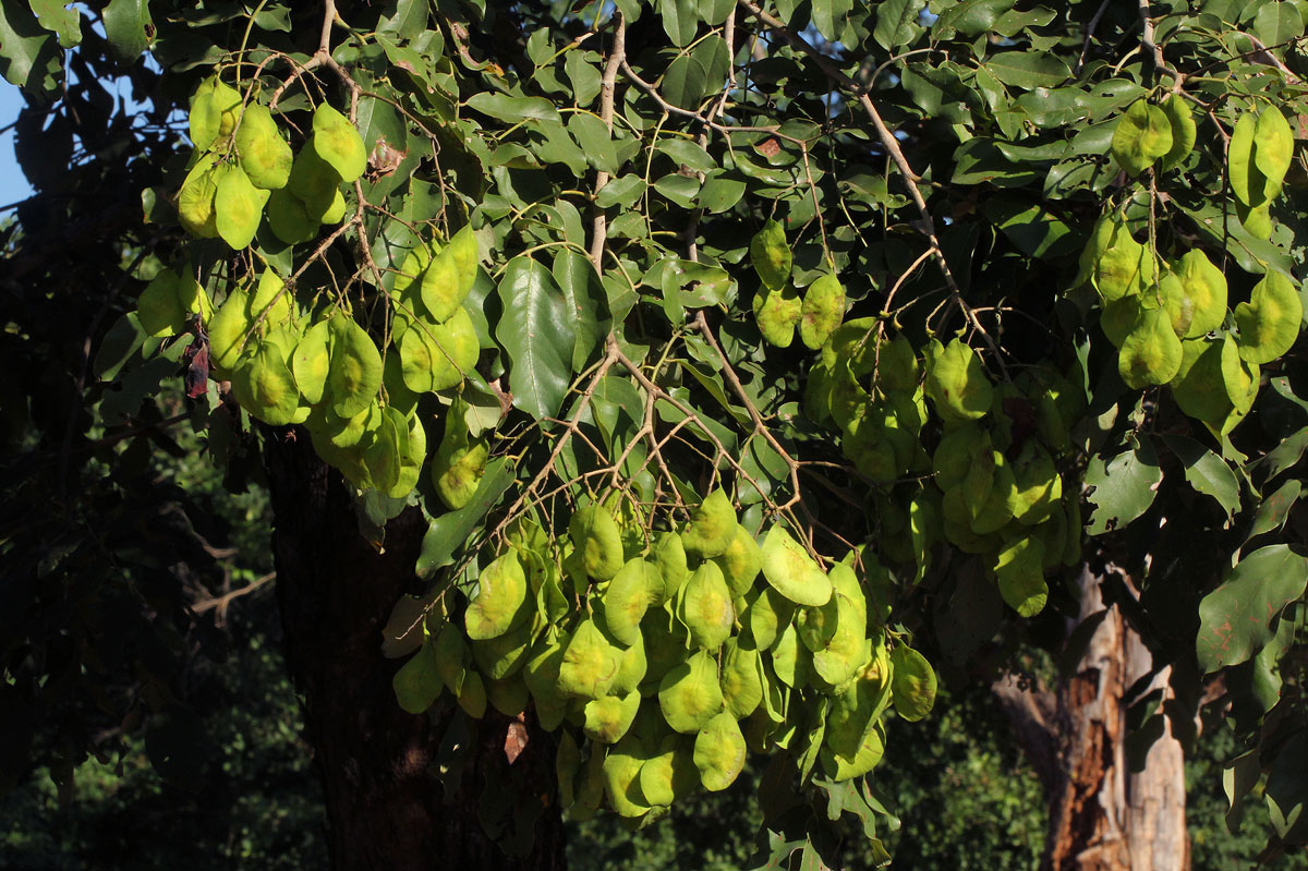 Pterocarpus brenanii