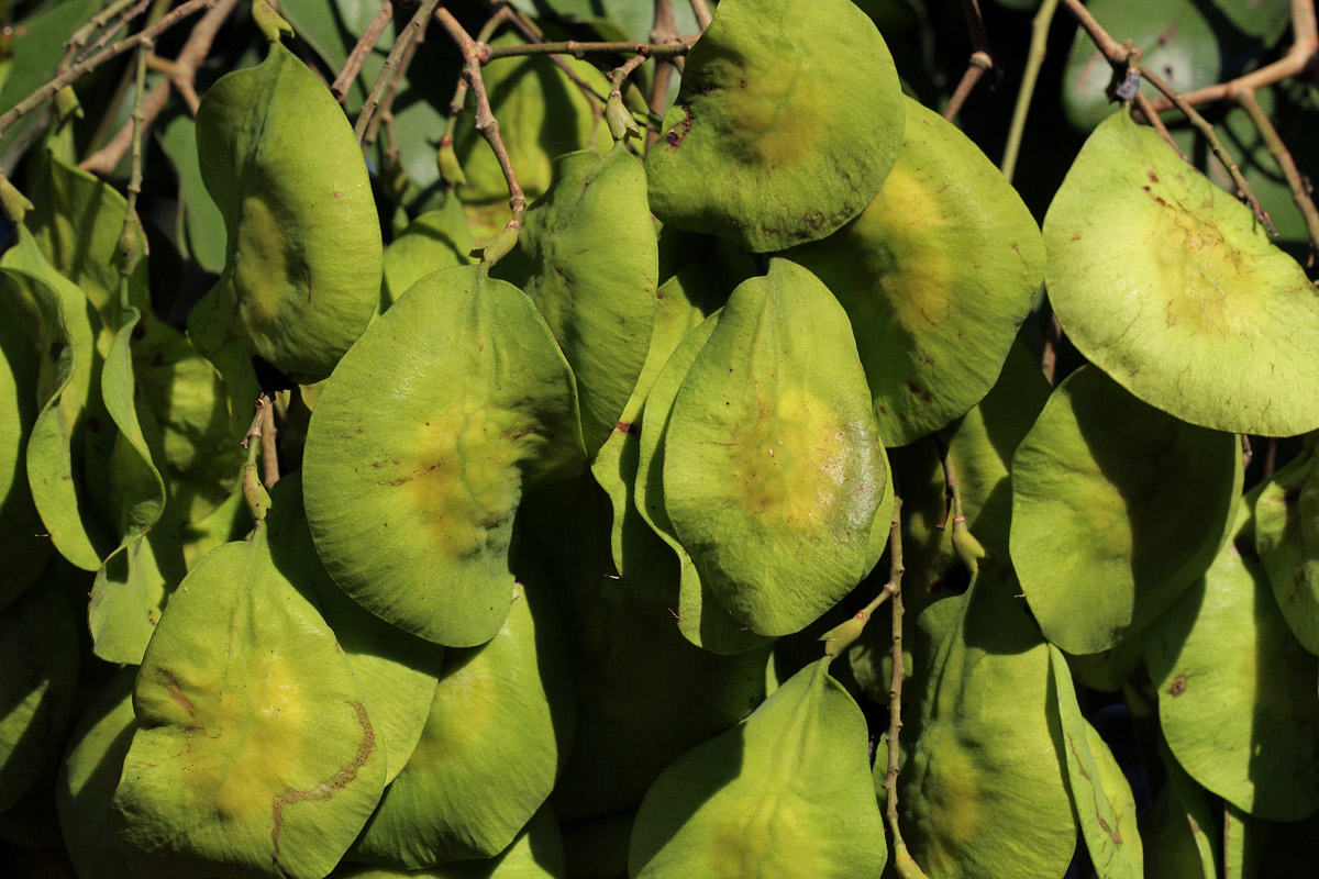 Pterocarpus brenanii