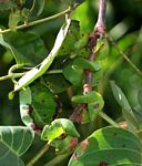 Pterocarpus brenanii