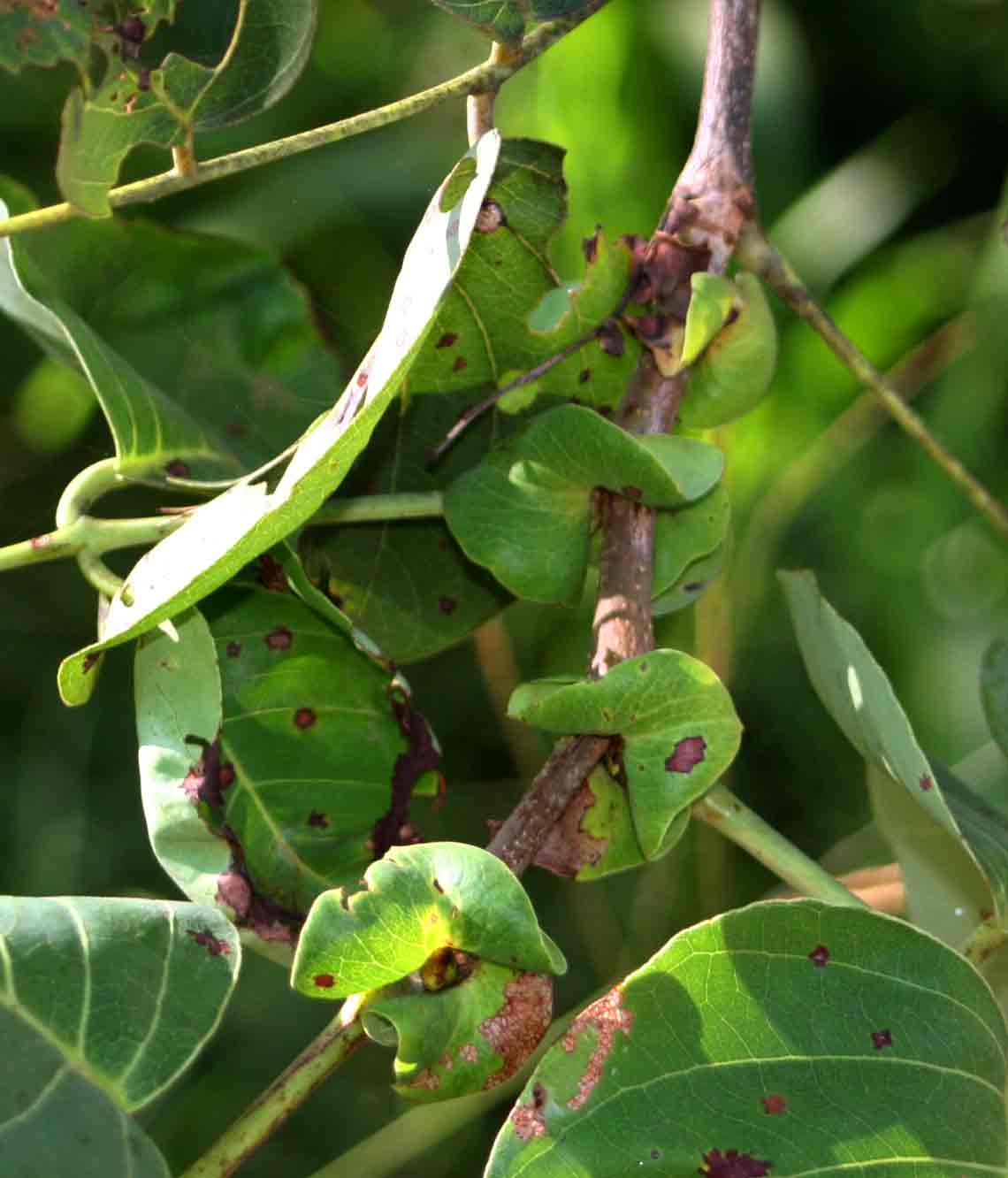 Pterocarpus brenanii Pterocarpus brenanii