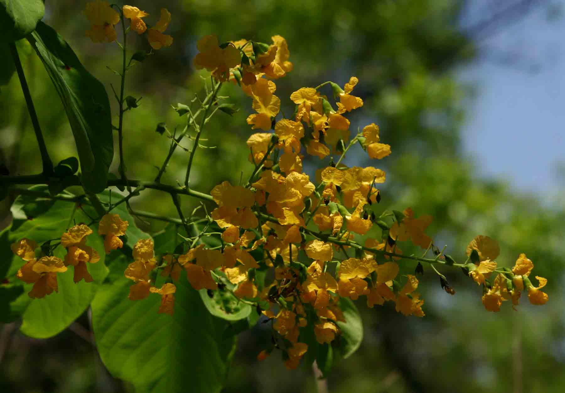 Pterocarpus brenanii Pterocarpus brenanii