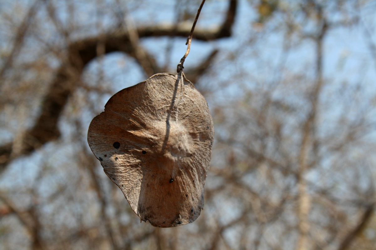 Pterocarpus brenanii Pterocarpus brenanii