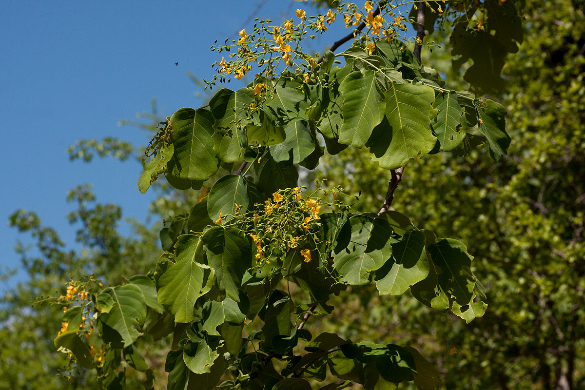 Pterocarpus brenanii Pterocarpus brenanii