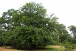 Pterocarpus lucens subsp. antunesii