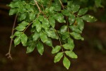 Pterocarpus lucens subsp. antunesii