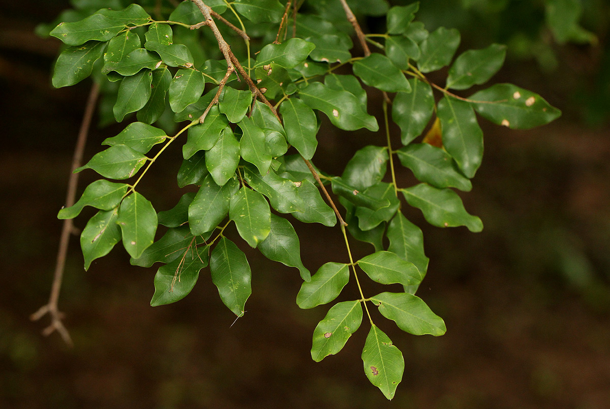 Pterocarpus lucens subsp. antunesii