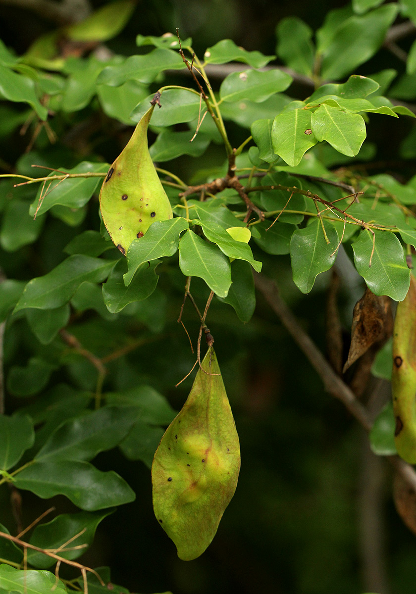 Pterocarpus lucens subsp. antunesii