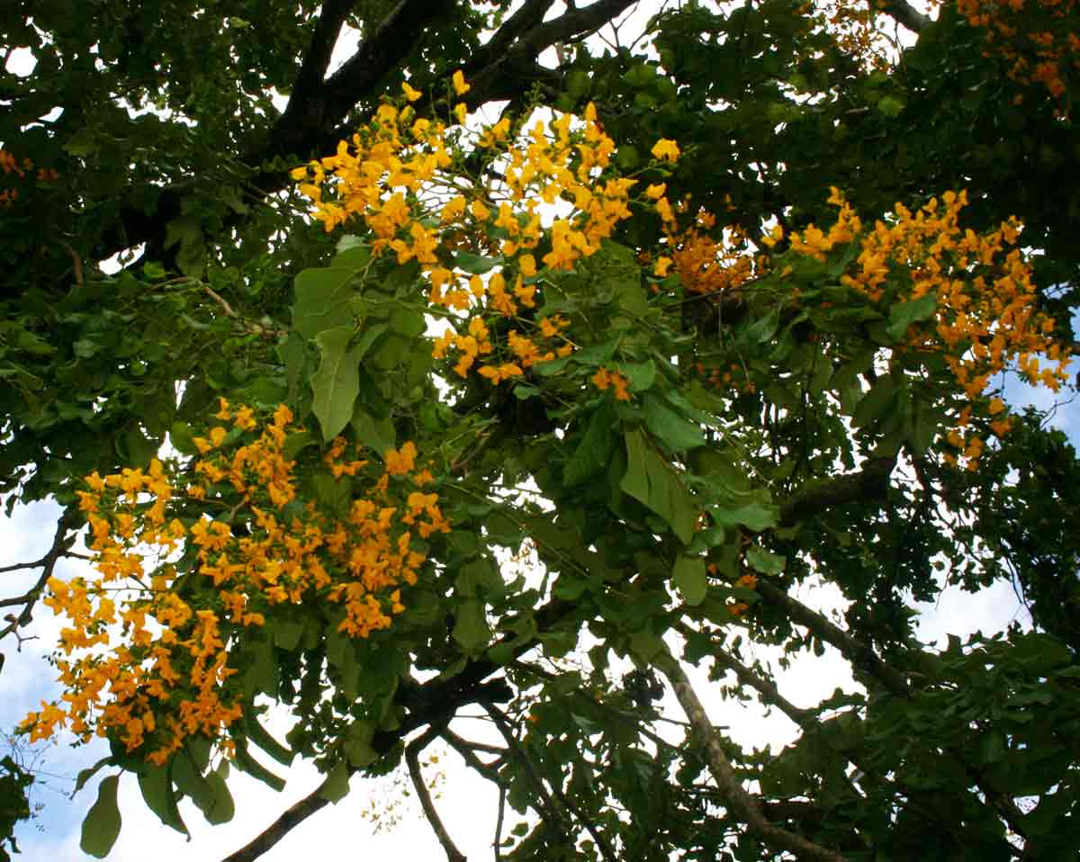 Pterocarpus rotundifolius subsp. polyanthus