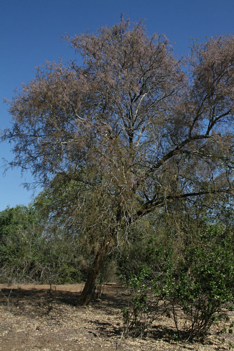 Philenoptera bussei Philenoptera bussei