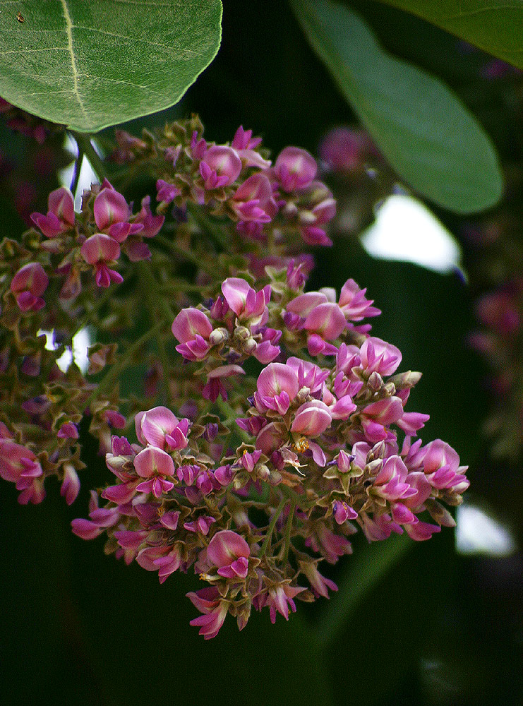 Philenoptera violacea