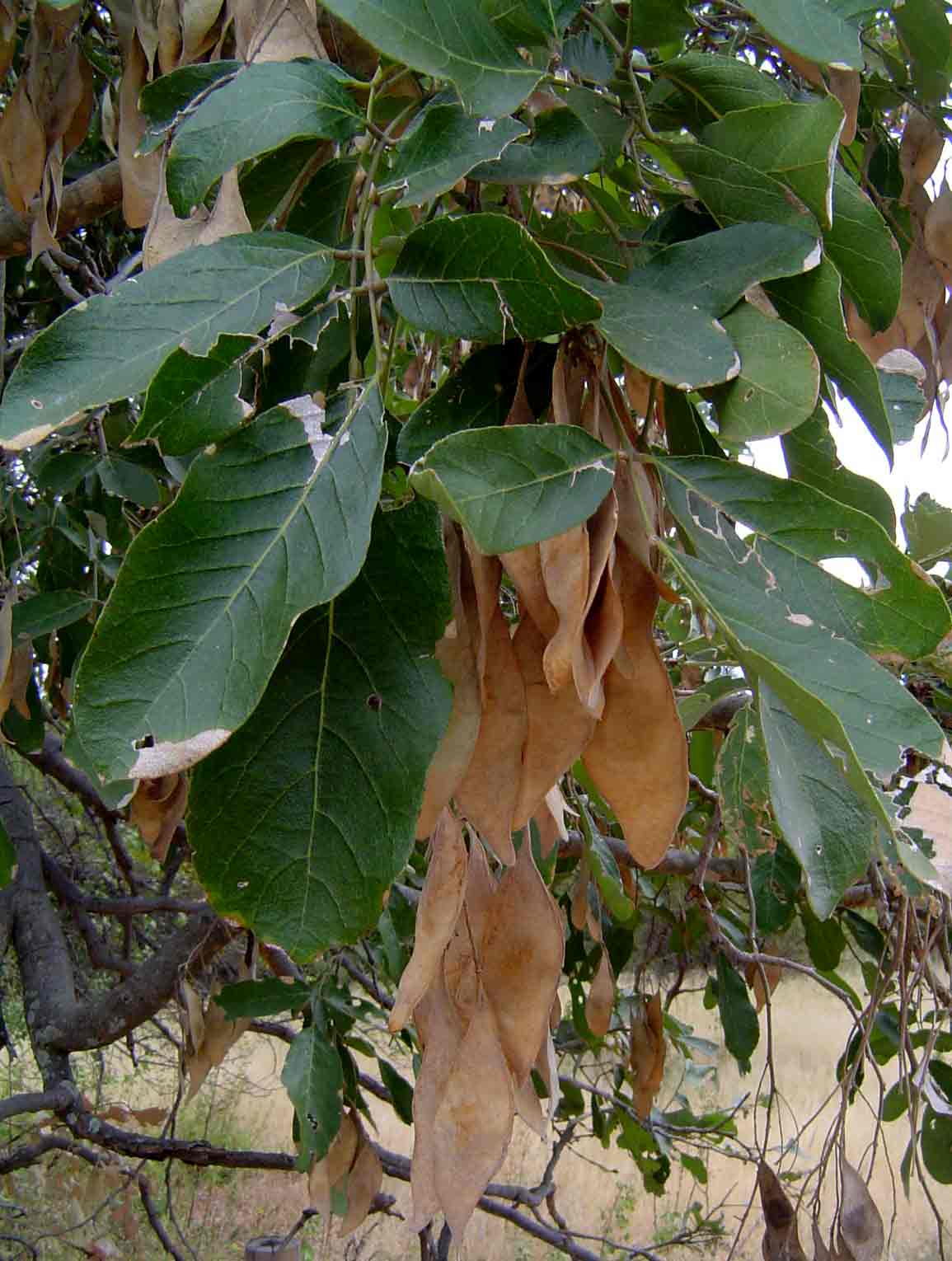 Philenoptera violacea Philenoptera violacea