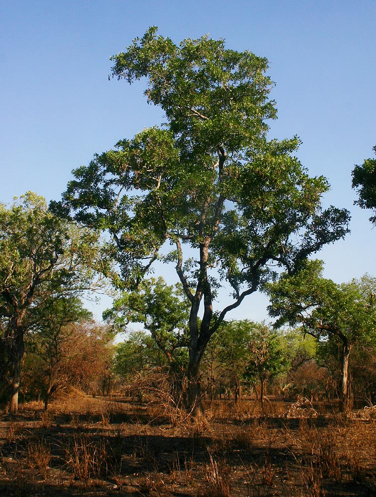 Philenoptera violacea Philenoptera violacea